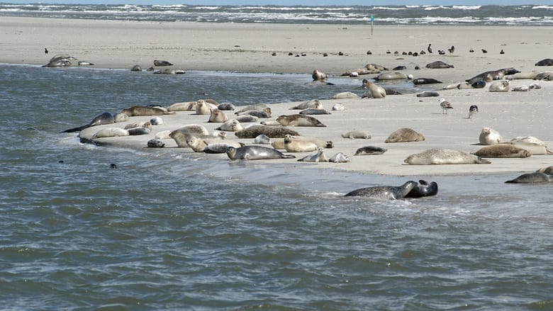 The Wadden Sea