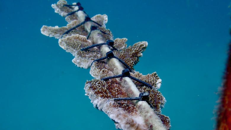 Great Barrier Reef